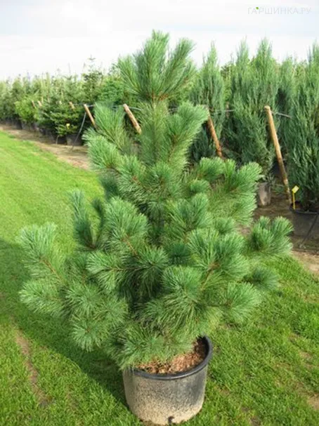 Сосна румелийская