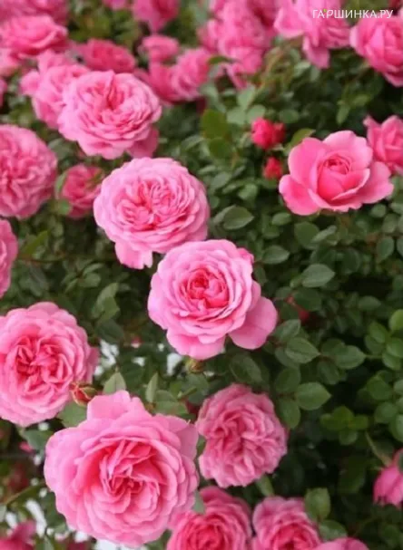 Роза Старлет Роуз Ева плетистая, Тантау (лиц)