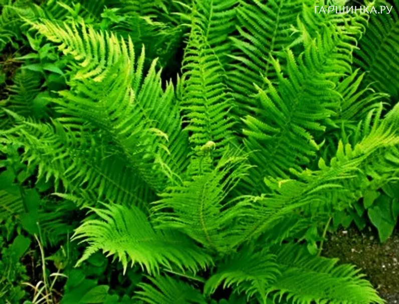 Страусник обыкновенный (папоротник)