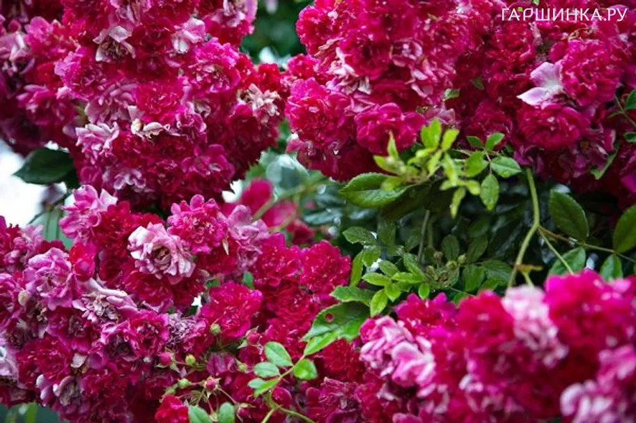 Роза Супер Эксцельза, Кордес (лиц)