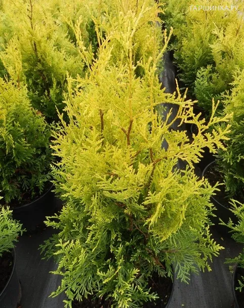 Туя западная Голден Брабант