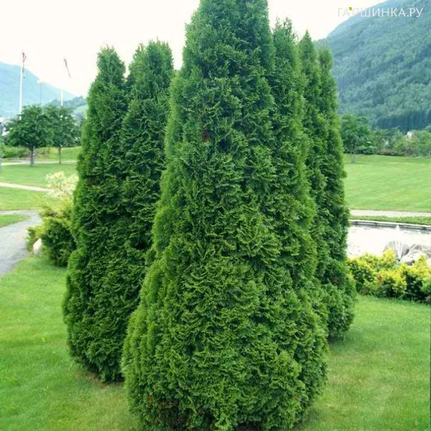 Туя западная Холмструп