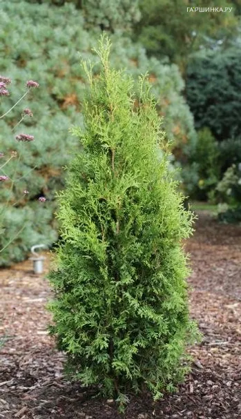 Туя Кинг оф Брабант западная