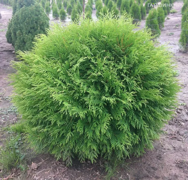 Туя шаровидная Литл Чемпион
