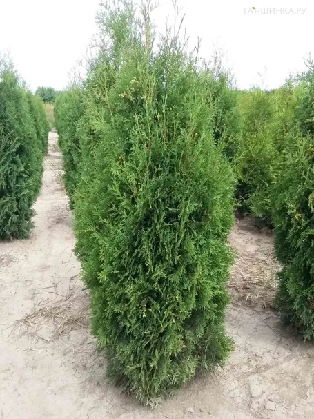 Туя западная Малониана
