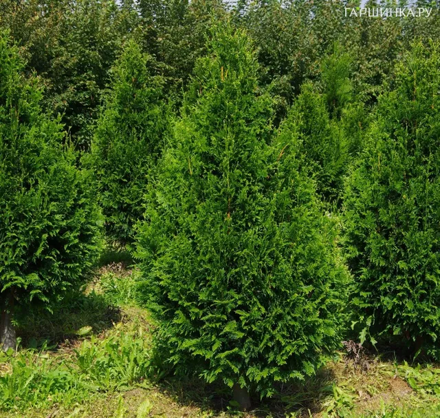 Туя Кан Кан складчатая