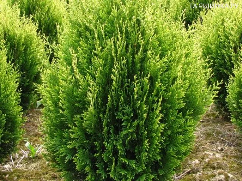 Туя складчатая Корник