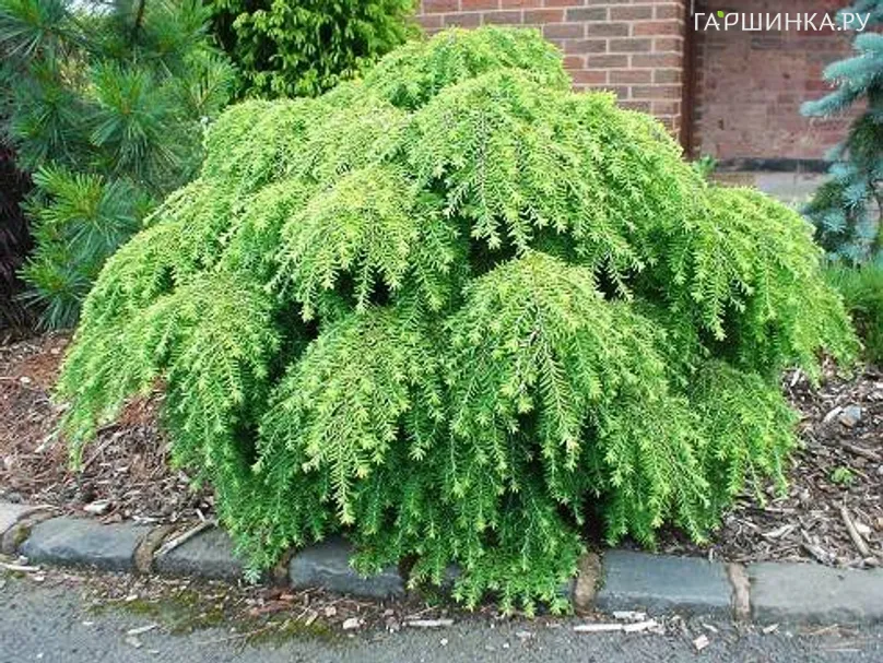 Тсуга канадская Джедделох