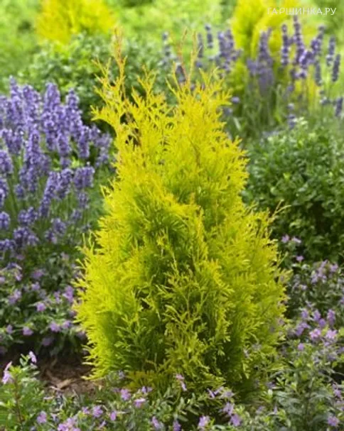 Туя западная Санни Смарагд