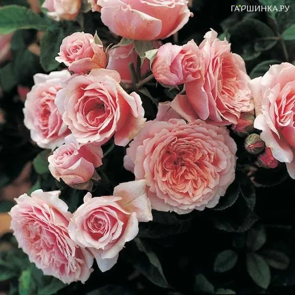 Роза Вильям Кристи, Гийо (лиц)