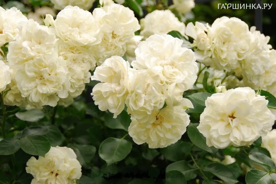 Роза Вайт Мейдиланд, Мейян (лиц)