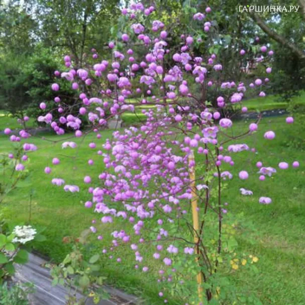 Василистник Делавея