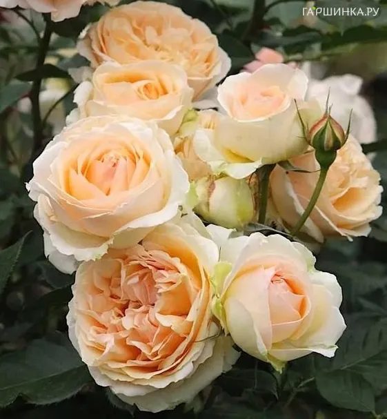 Роза Женевьева Орси, Гийо (лиц)