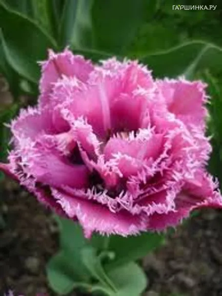 Тюльпан Матчпоинт бахромчатый 4шт