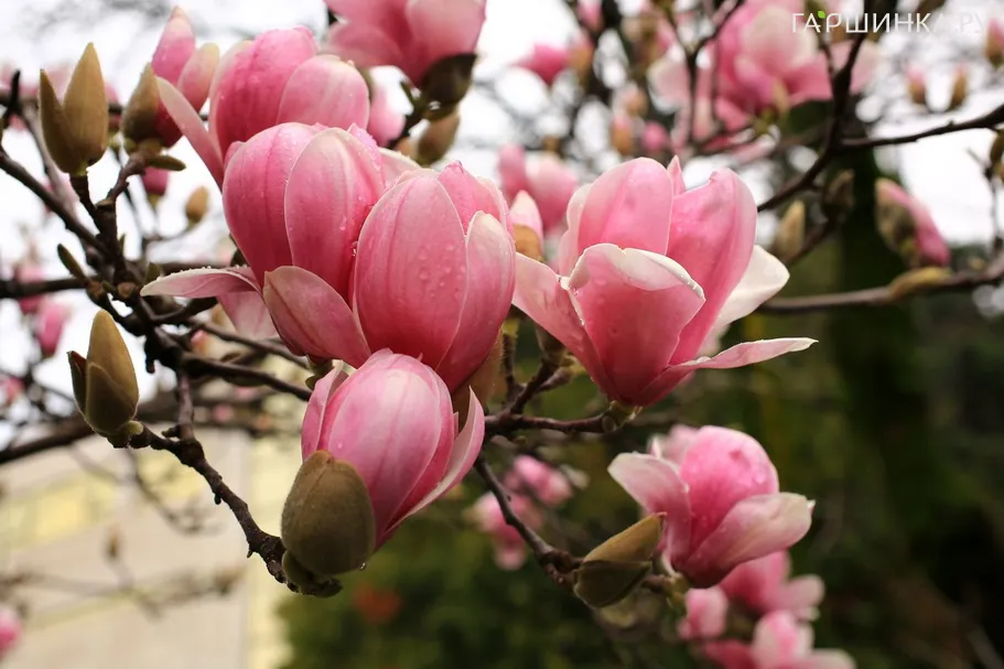 Магнолия Суланжа