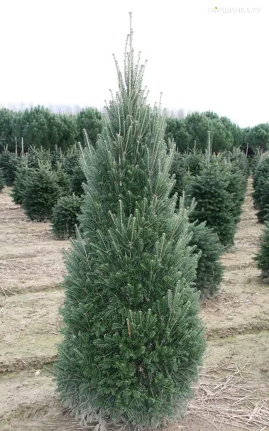 Пихта белая Пирамидалис