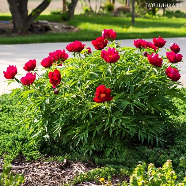 Пион Эрли Скаут