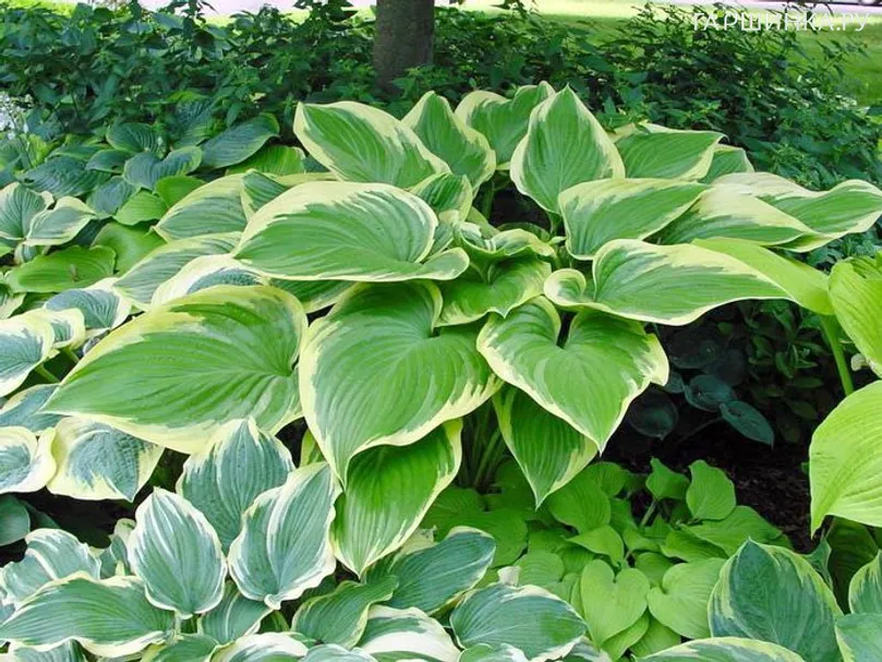 Хоста Финал Виктори (XL)