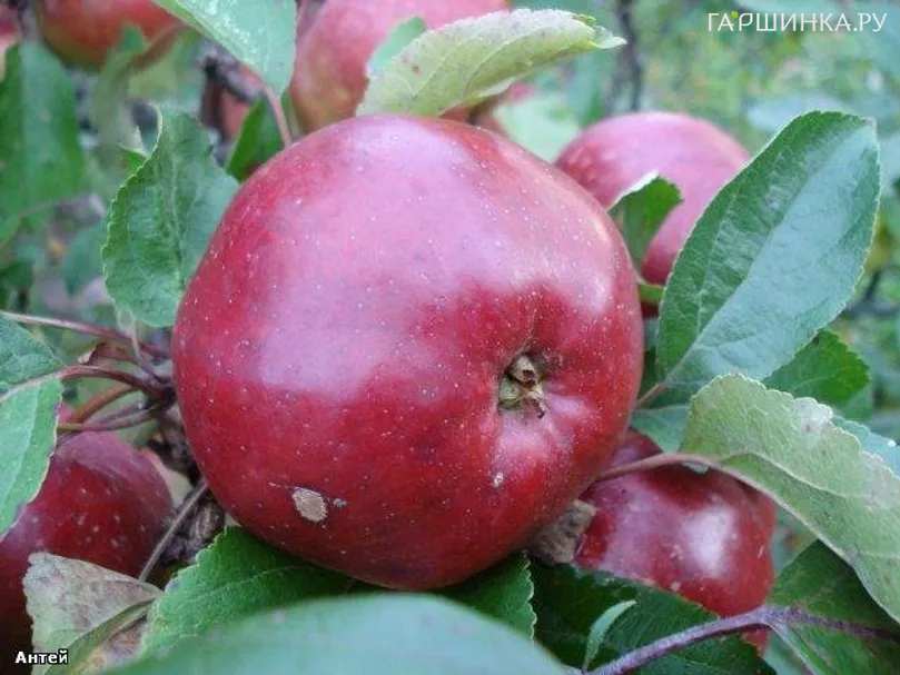 Яблоня Антей