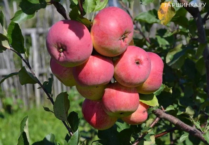 Яблоня ВЭМ розовый