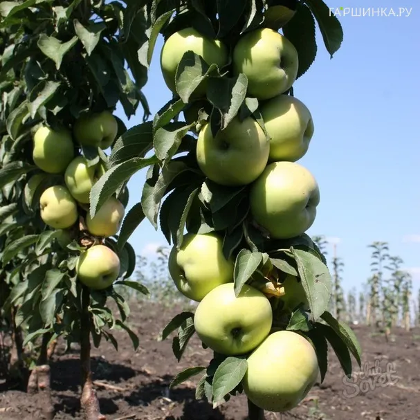 Яблоня Икша колоновидная