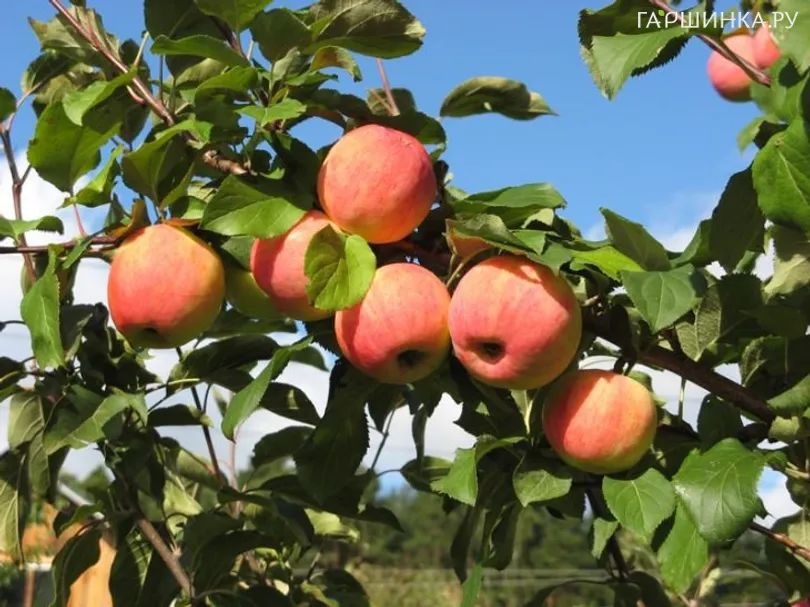 Яблоня Персианка с/п