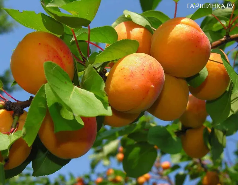 Абрикос Орловчанин сеяный