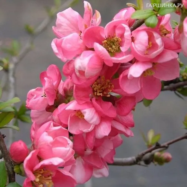 Айва Пинк Трейл