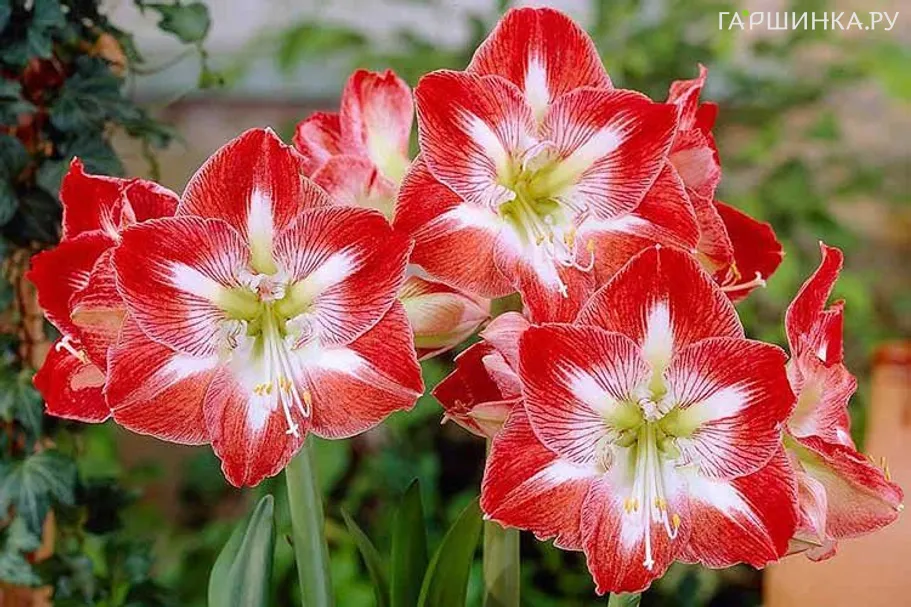 Гиппеаструм Минерва