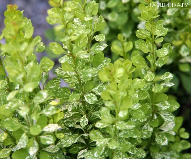 Барбарис Тунберга Поувов