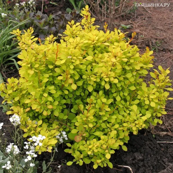 Барбарис Тунберга Санни