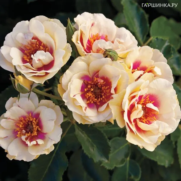 Роза Булс Ай, Викс (лиц)