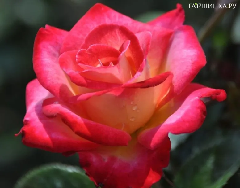 Роза Дик Кларк, Викс (лиц)