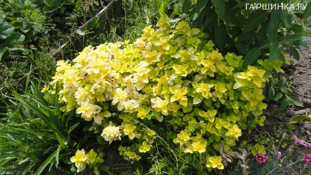 Душица Голд Наггет