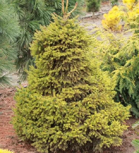 Ель Голд Даст