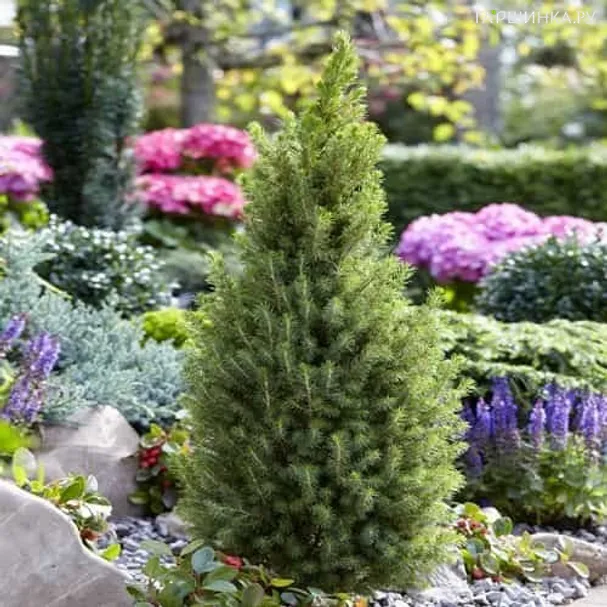 Ель канадская Перфекта.