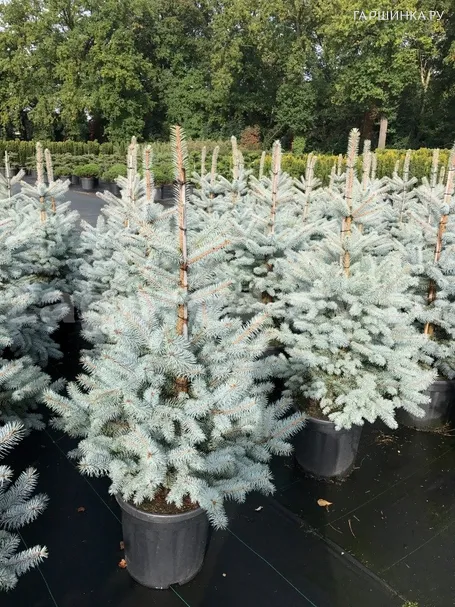 Ель колючая Эдит