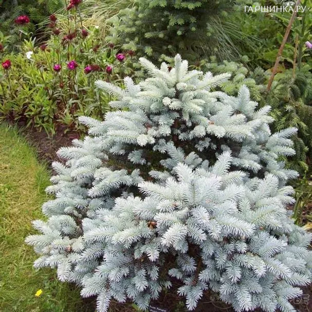 Ель колючая Монтгомери