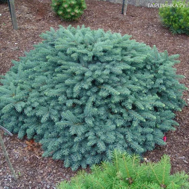 Ель колючая Соня