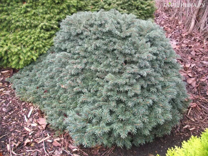Ель колючая Вальдбрун