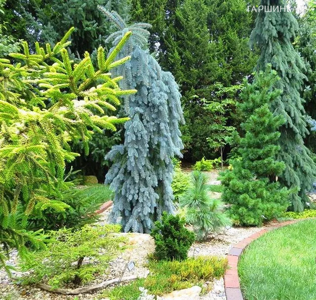 Ель колючая Зе Блюз