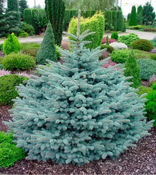 Ель колючая Глаука Глобоза