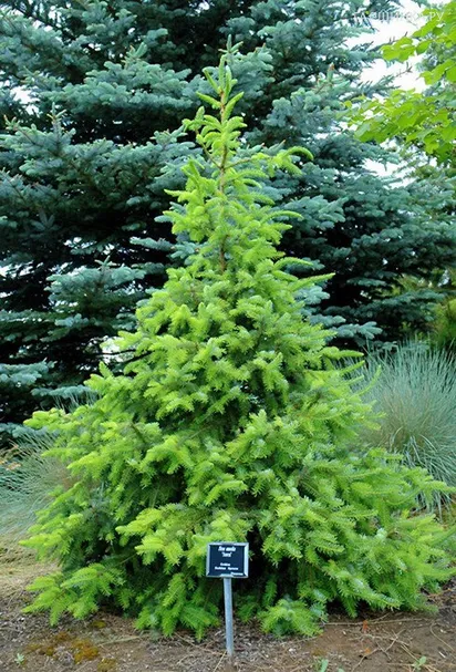 Ель сербская Ауреа