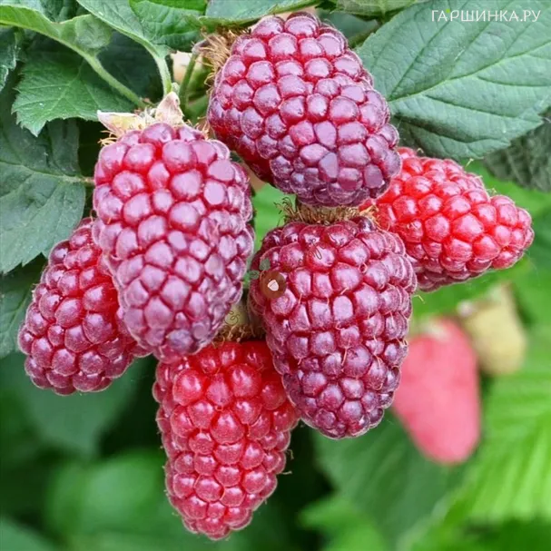 Ежемалина Букингем Тайбери бесшипная крупноплодная