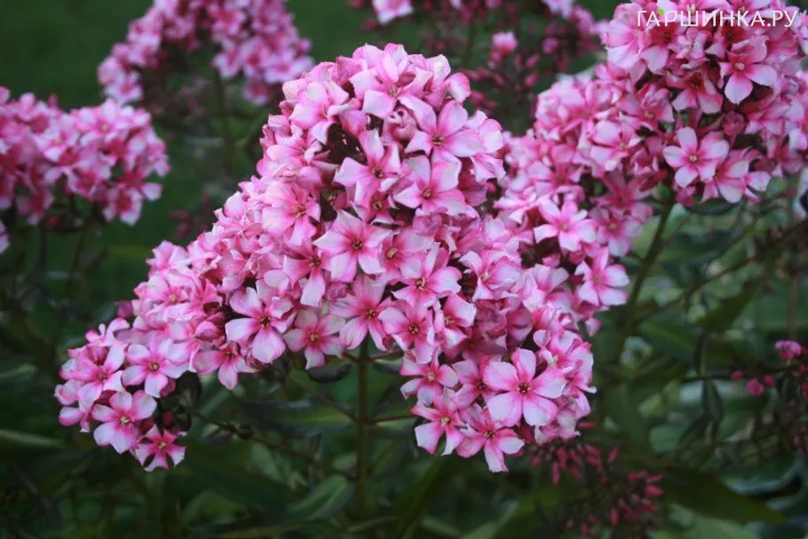 Флокс метельчатый Мисс Эли