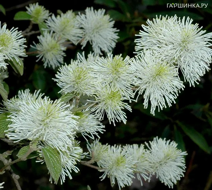 Фортегилла крупная