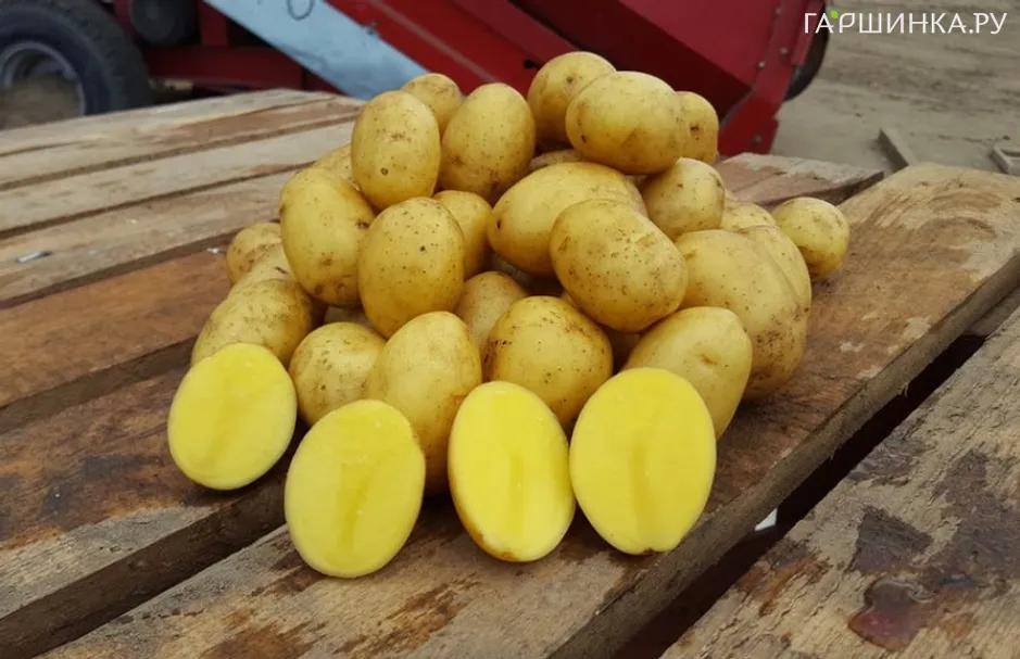 Картофель Гала 2кг