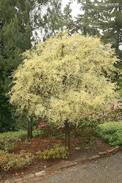 Вяз мелколистный Гейша на штамбе 80см