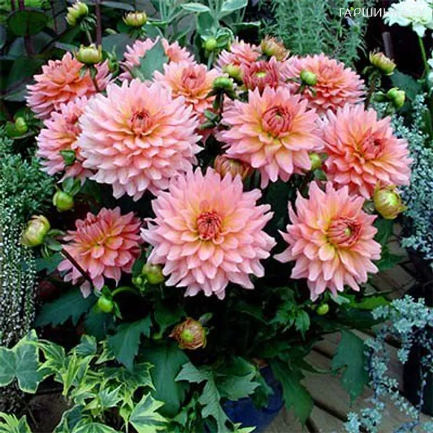 Георгина Геллери Леонардо бордюрная