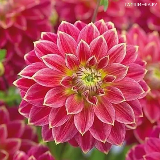 Георгина Мистер Оптимист декоративная